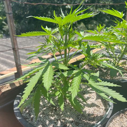 Euforia Special growlog timeline photo