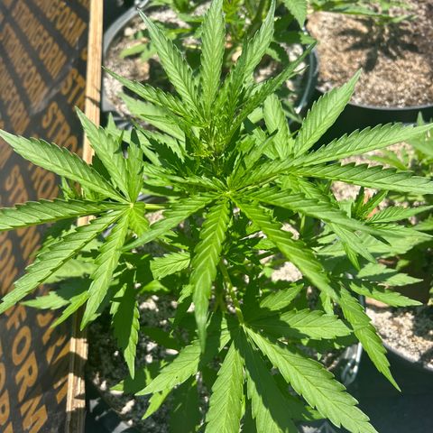 Euforia Special growlog timeline photo