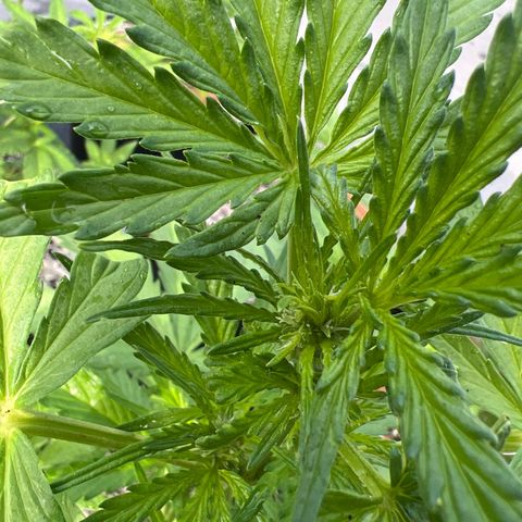 Euforia Special growlog photo: Первые намеки на завязи 