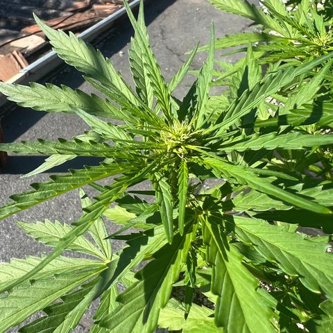 Euforia Special growlog timeline photo