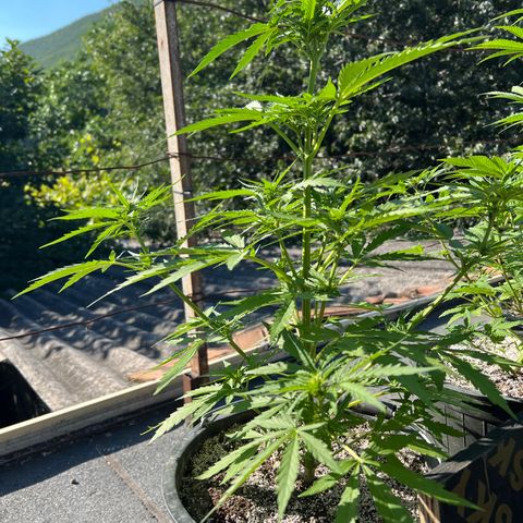 Euforia Special growlog timeline photo