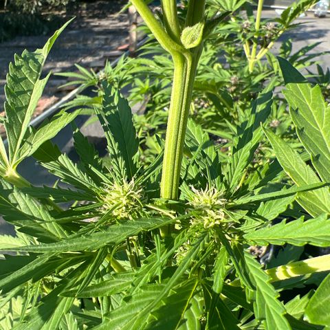 Euforia Special growlog photo: Топинг наверно был в тему после второго пятилистника 
