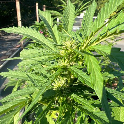 Euforia Special growlog photo: Топинг наверно был в тему после второго пятилистника 
