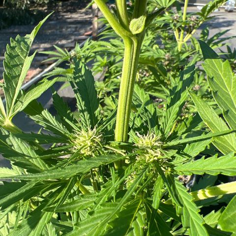 Euforia Special growlog timeline photo