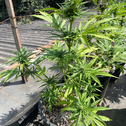 Euforia Special growlog timeline photo