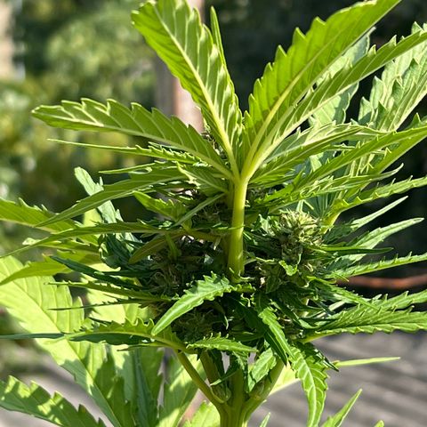Euforia Special growlog timeline photo