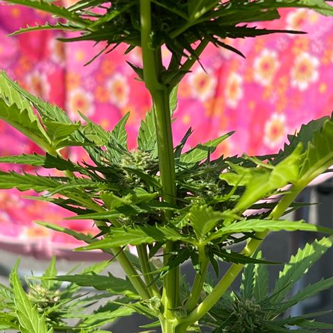 Euforia Special growlog timeline photo