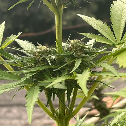 Euforia Special growlog photo: 4,5 ширина двух высота 4 