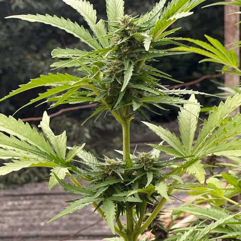 Euforia Special growlog timeline photo