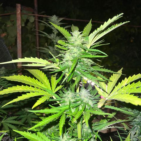 Euforia Special growlog timeline photo