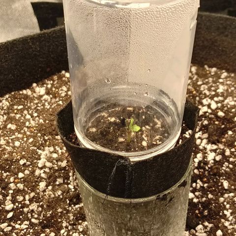 PALINA growlog photo: Каска в 14.30 примерно. Притушил свет 