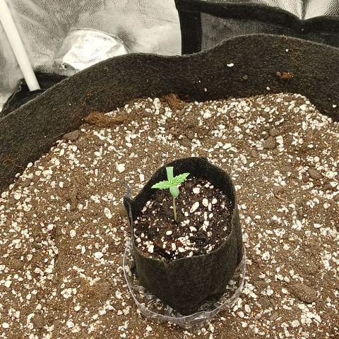 PALINA growlog photo: Снят парник. Опрыскана почва.