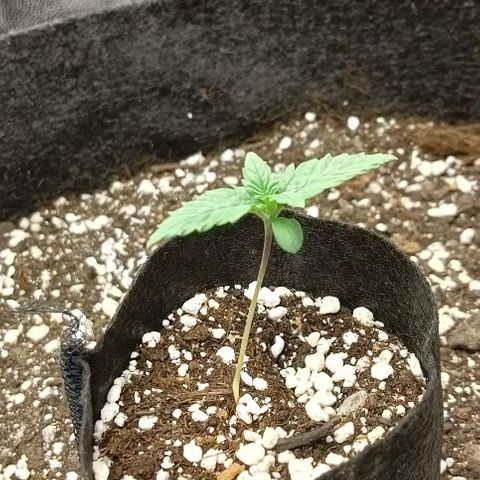 PALINA growlog timeline photo