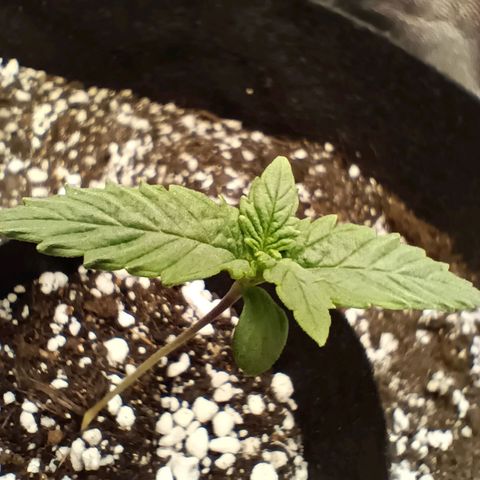 PALINA growlog timeline photo