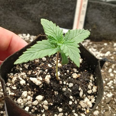 PALINA growlog timeline photo