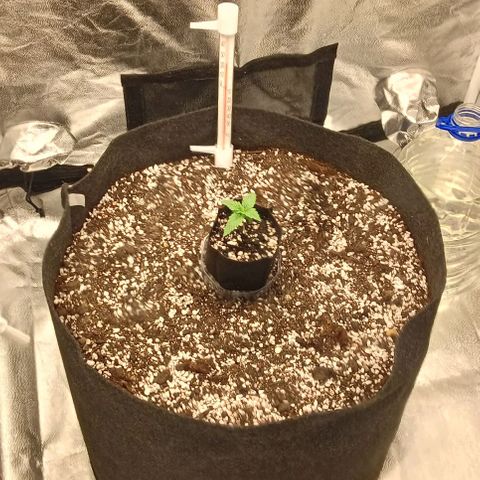 PALINA growlog timeline photo