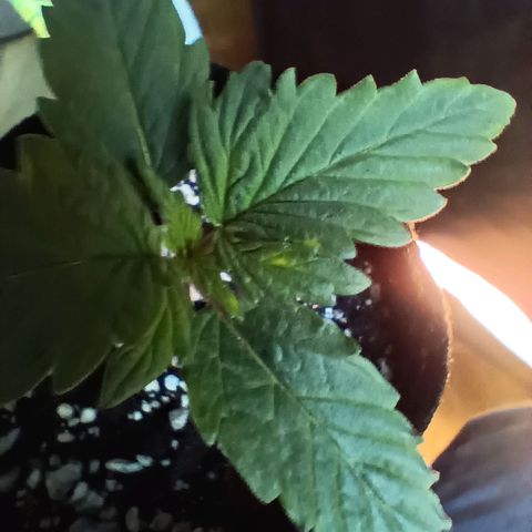 PALINA growlog photo: Судя по пятнышкам, стимулятор Rastea вчера был лишним. 