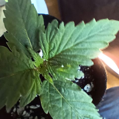 PALINA growlog photo: Судя по пятнышкам, стимулятор Rastea вчера был лишним. 