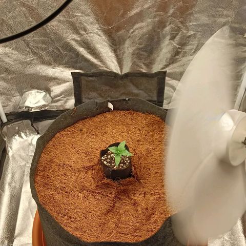 PALINA growlog photo: Судя по пятнышкам, стимулятор Rastea вчера был лишним. 