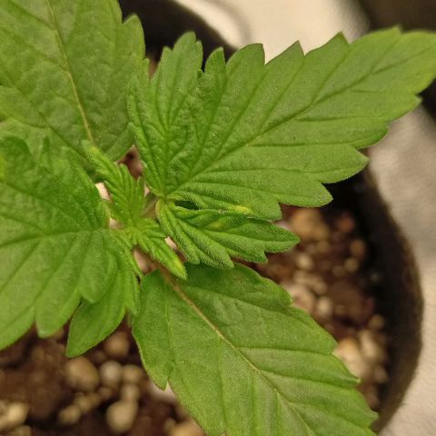 PALINA growlog photo: Судя по пятнышкам, стимулятор Rastea вчера был лишним. 