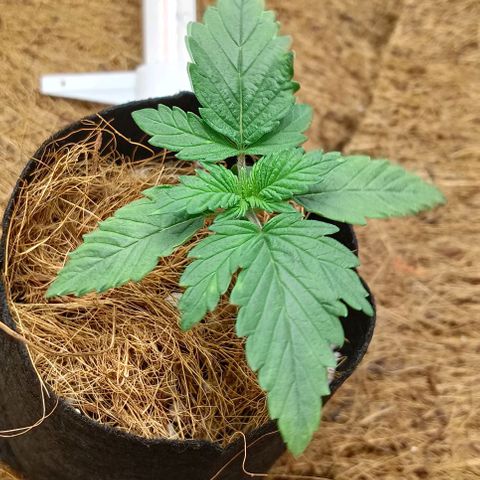 PALINA growlog timeline photo