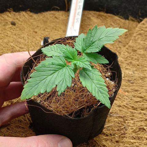 PALINA growlog timeline photo