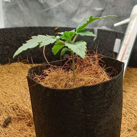 PALINA growlog timeline photo
