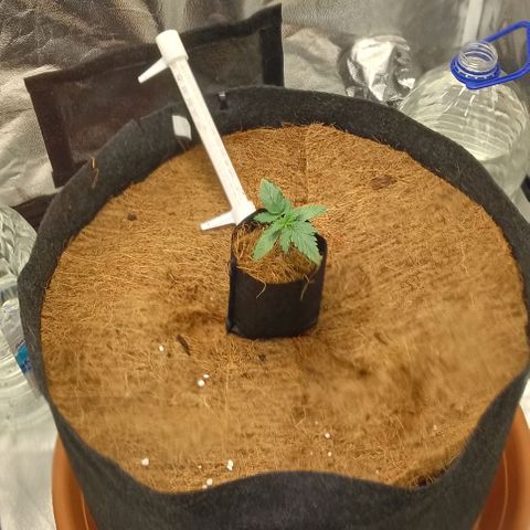 PALINA growlog timeline photo