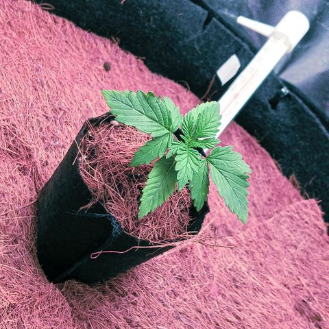 PALINA growlog timeline photo