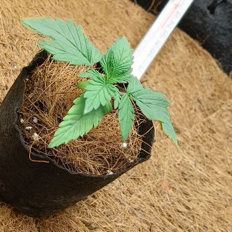 PALINA growlog timeline photo