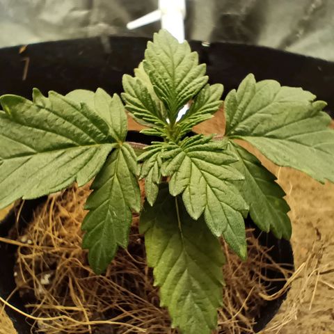 PALINA growlog timeline photo