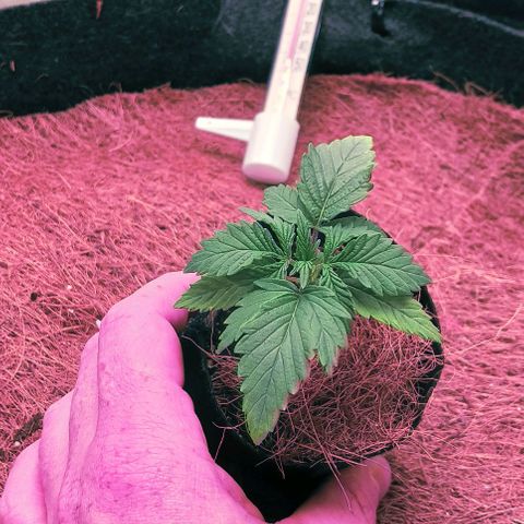 PALINA growlog timeline photo