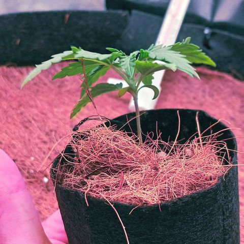 PALINA growlog timeline photo