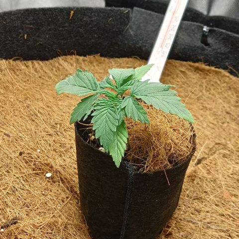 PALINA growlog timeline photo