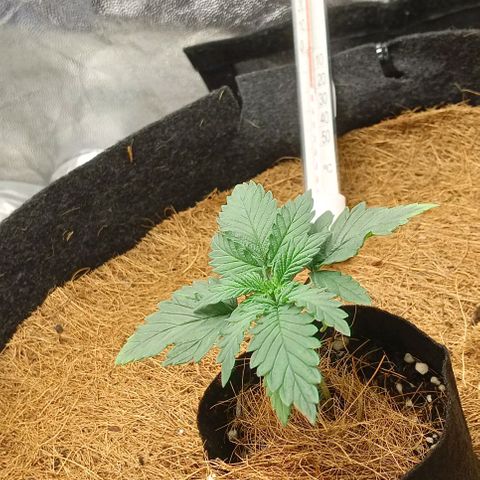PALINA growlog timeline photo