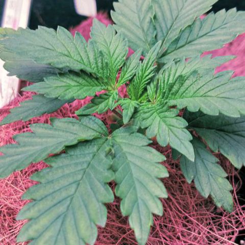 PALINA growlog timeline photo