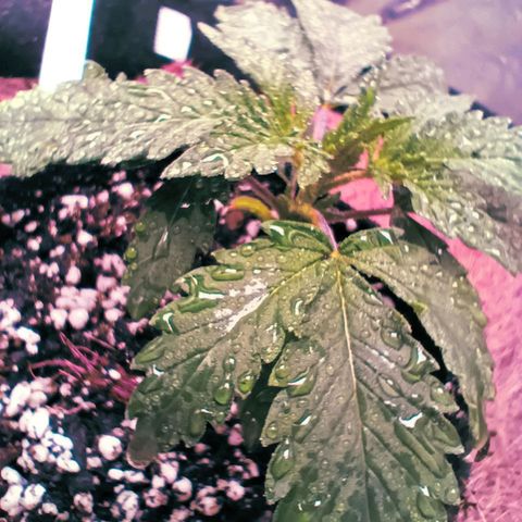 PALINA growlog timeline photo