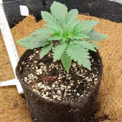 PALINA growlog timeline photo