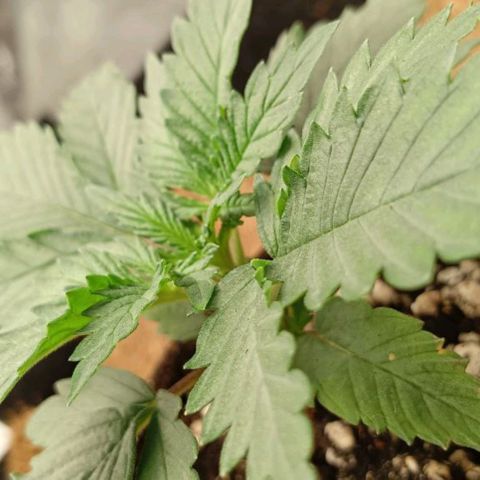 PALINA growlog timeline photo