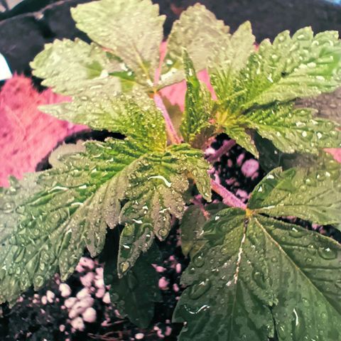 PALINA growlog timeline photo