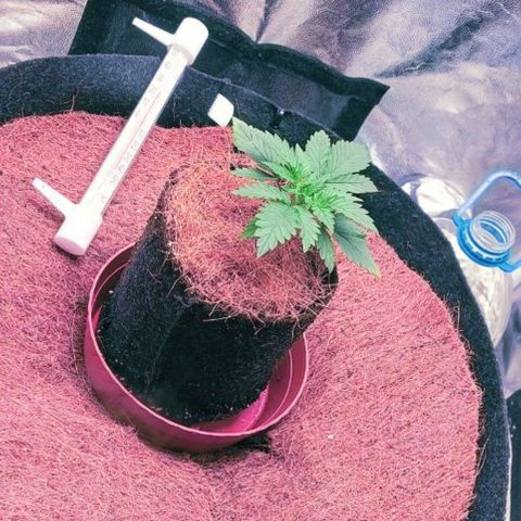 PALINA growlog timeline photo