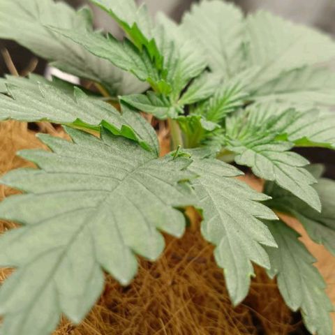 PALINA growlog timeline photo