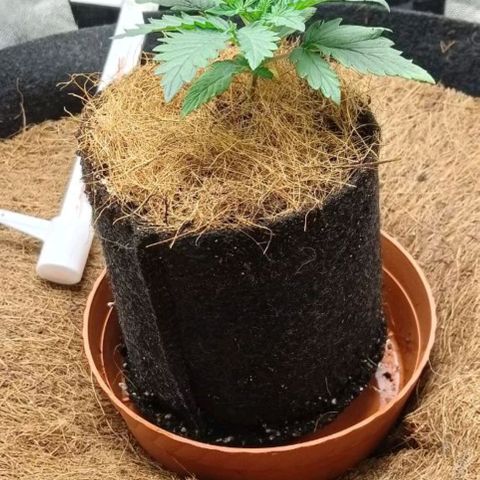 PALINA growlog timeline photo