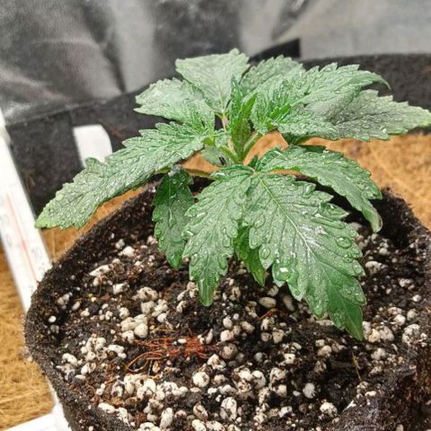 PALINA growlog timeline photo