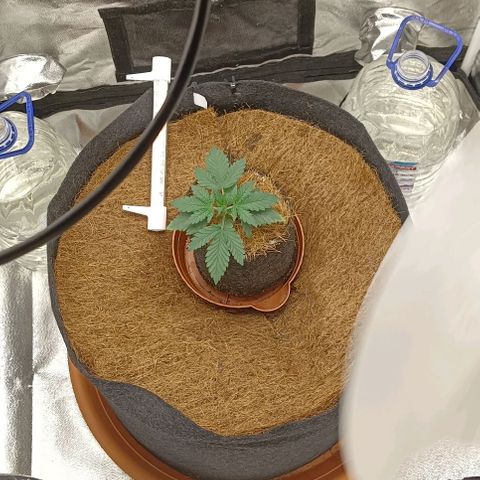 PALINA growlog timeline photo