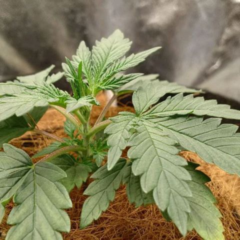 PALINA growlog timeline photo