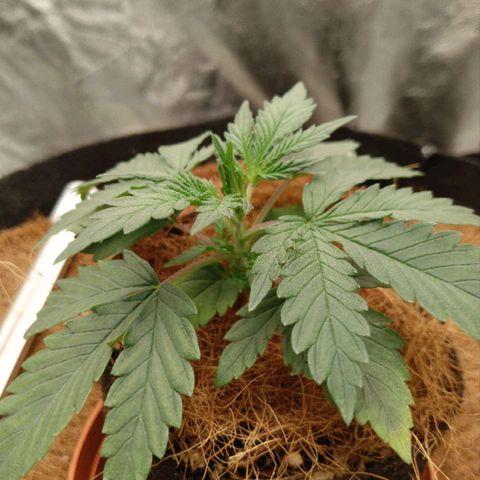 PALINA growlog timeline photo