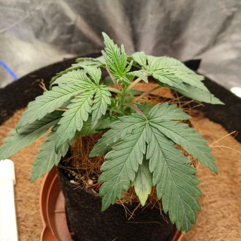 PALINA growlog timeline photo