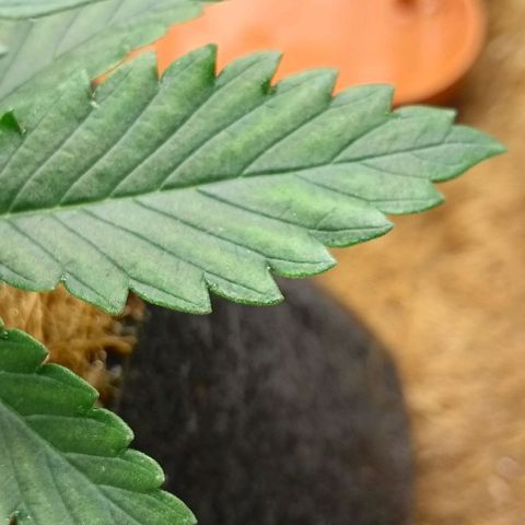 PALINA growlog photo: Начал проявляться дефицит магния. Слишком мягкая вода. Начал исправлять проблему.