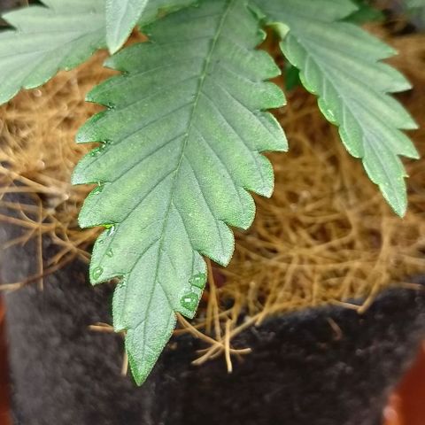 PALINA growlog photo: Начал проявляться дефицит магния. Слишком мягкая вода. Начал исправлять проблему.